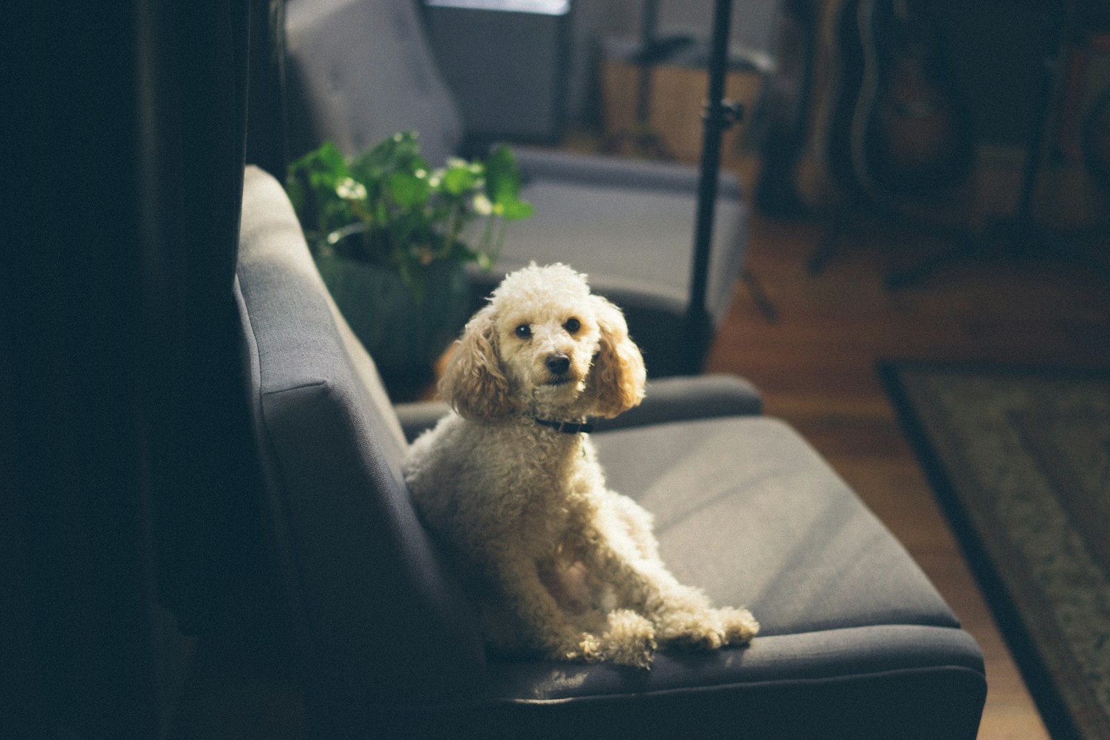 Small cream-colored poodle resting comfortably on a sofa in a softly lit home